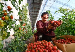 冷链物流助力果蔬经济销售