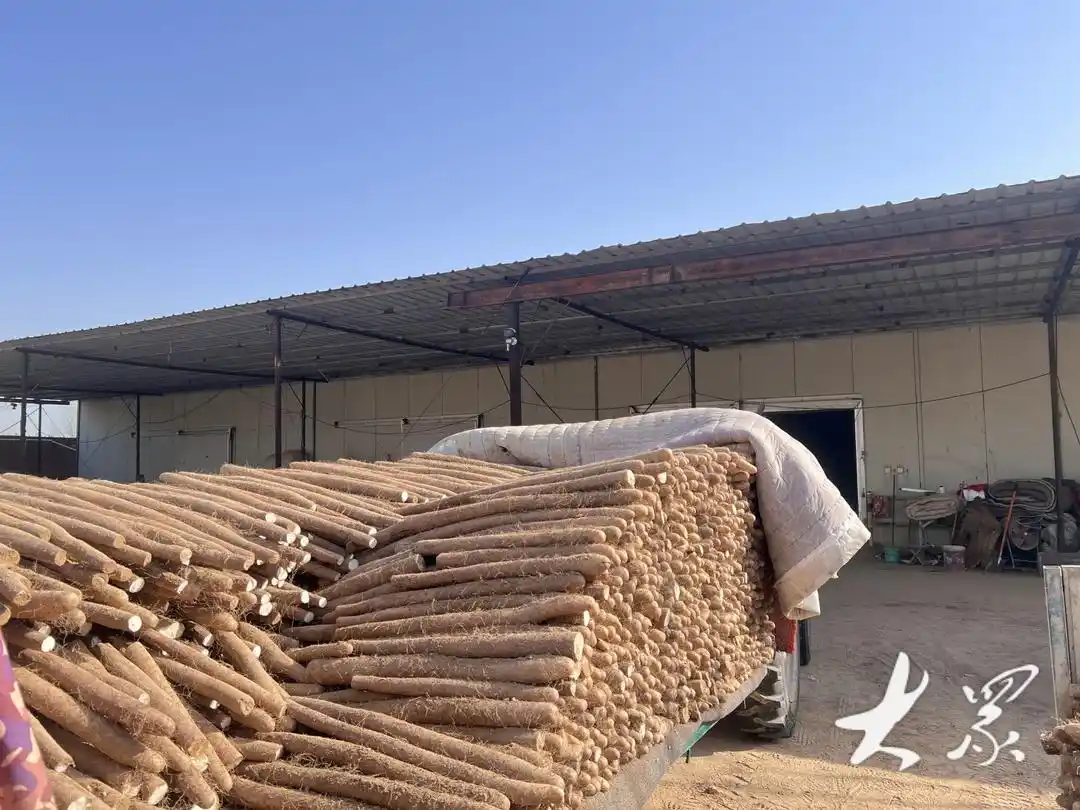 莘县白玉山药覆土入冷库冬眠锁鲜静候好价