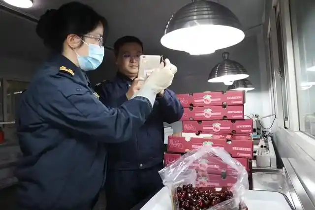 进口车厘子价格大跳水 海运20多天到国内却不腐烂?业内人士谈背后的保鲜技术