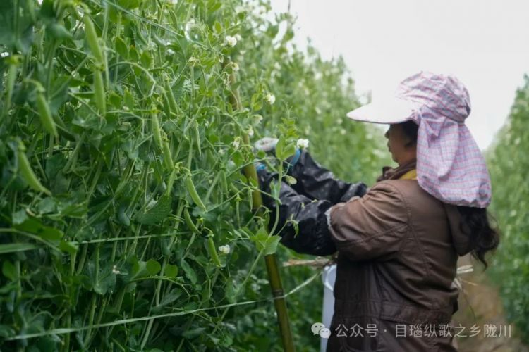陇川小豌豆