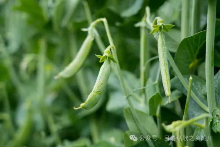 陇川小豌豆