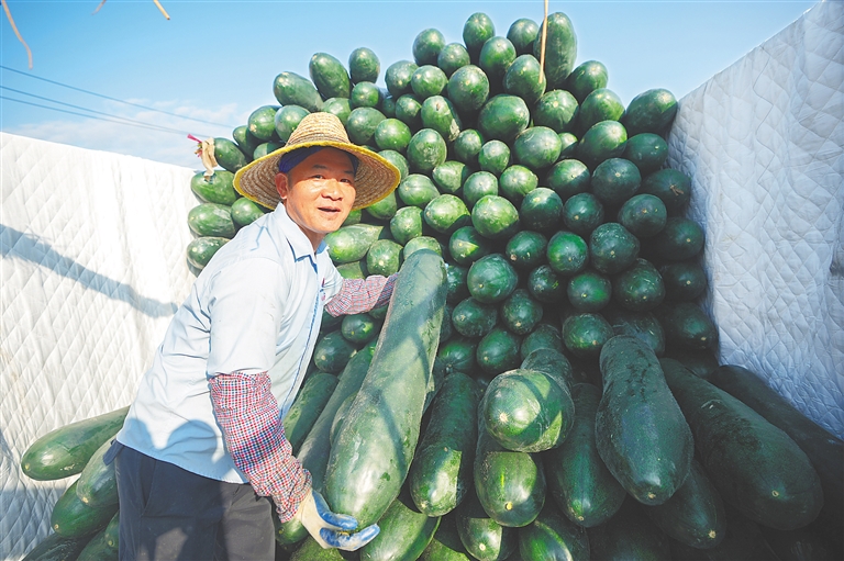 乐东平均每天三百车瓜果菜出岛