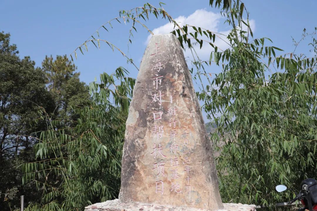 墨江种植基地管护忙 甜竹笋产业“冒富尖”