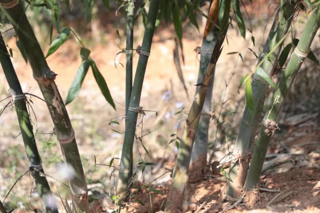 墨江种植基地管护忙 甜竹笋产业“冒富尖”