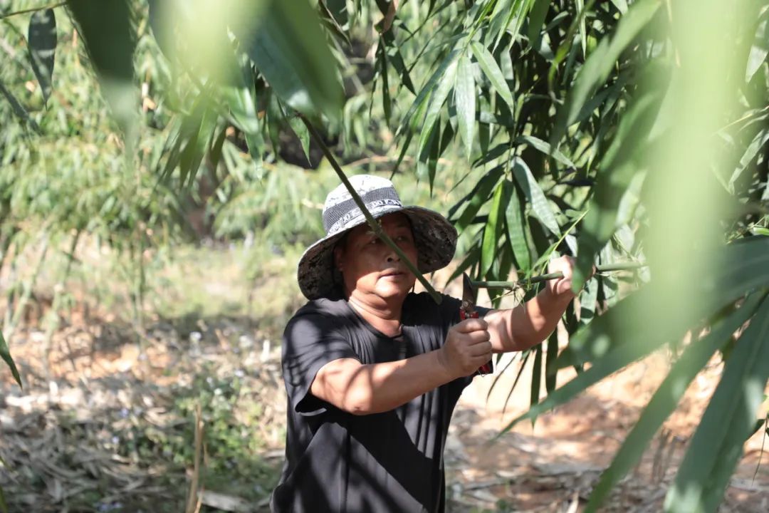 墨江种植基地管护忙 甜竹笋产业“冒富尖”