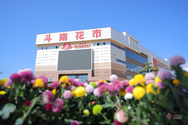 2024年斗南花卉交易量超140亿枝