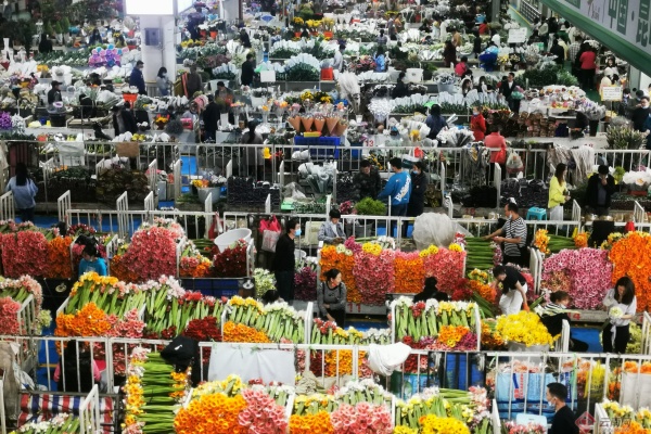 2024年斗南花卉交易量超140亿枝