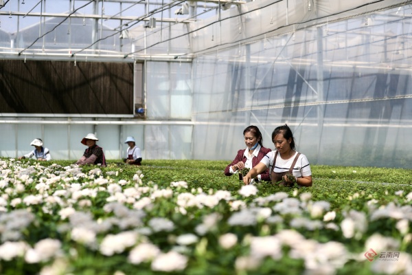 2024年斗南花卉交易量超140亿枝