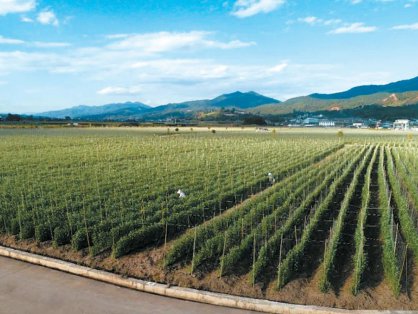 景东做强蔬菜产业“蔬”写发展新篇章