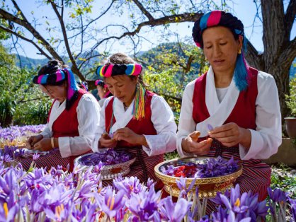 维西县打响中药材“金字招牌”