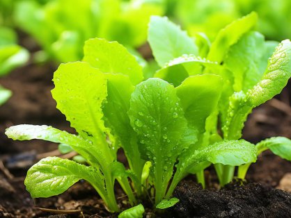 食堂生鲜冷链配送过程中的温控监测标准