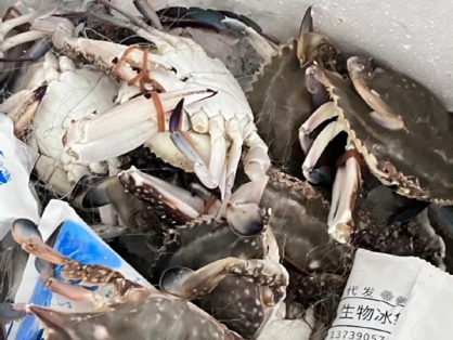 冷链运输螃蟹能保存多少天