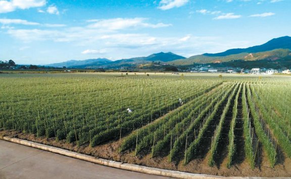 景东做强蔬菜产业“蔬”写发展新篇章