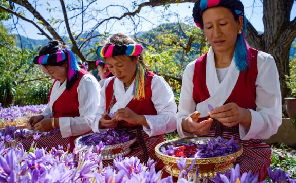 维西县打响中药材“金字招牌”