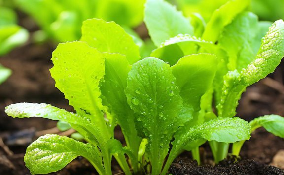 食堂生鲜冷链配送过程中的温控监测标准