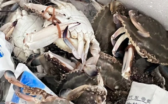 冷链运输螃蟹能保存多少天