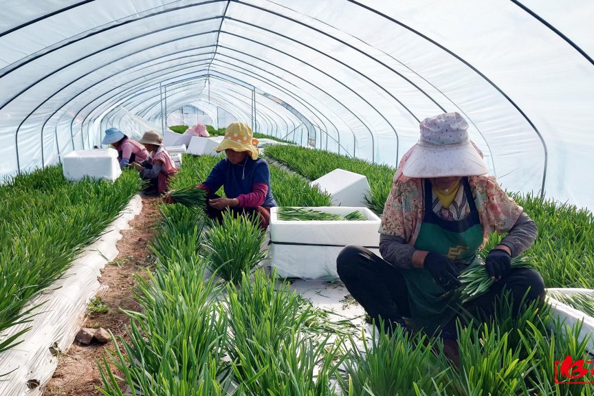 姚安冬季蔬菜丰收 有机蔬菜畅销春节市场