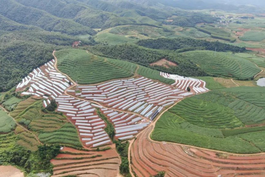 景谷蔬菜产业发展稳步推进 特色农业高质量发展亮点频显