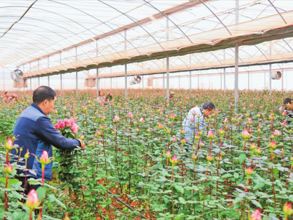 曲靖市师宗县玫瑰芬芳 俏销市场