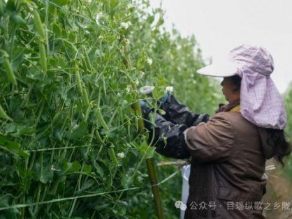 陇川小豌豆变致富“金豆豆”