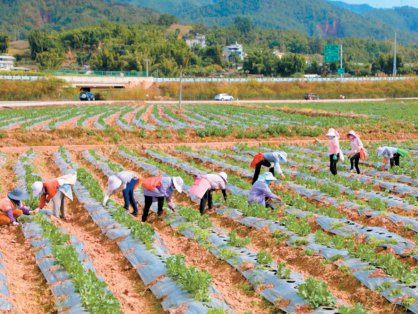 普洱景东多措并举做大做强蔬菜产业