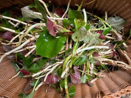 折耳根年外销300吨,新城这根“草”厉害了