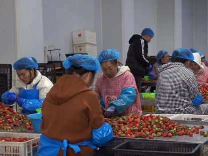 永仁“小草莓”成为乡村振兴“大产业”