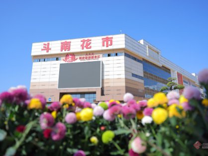 2024年斗南花卉交易量超140亿枝