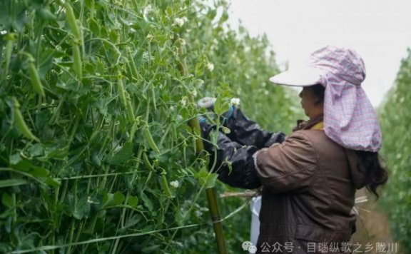 陇川小豌豆变致富“金豆豆”
