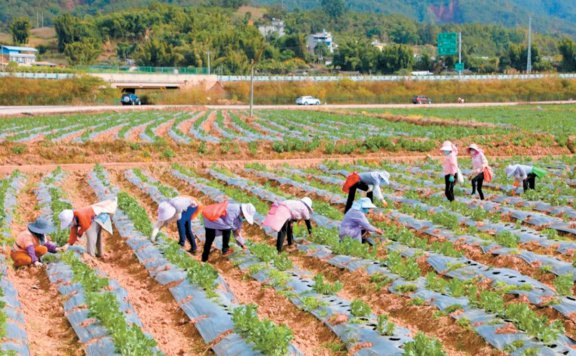 普洱景东多措并举做大做强蔬菜产业