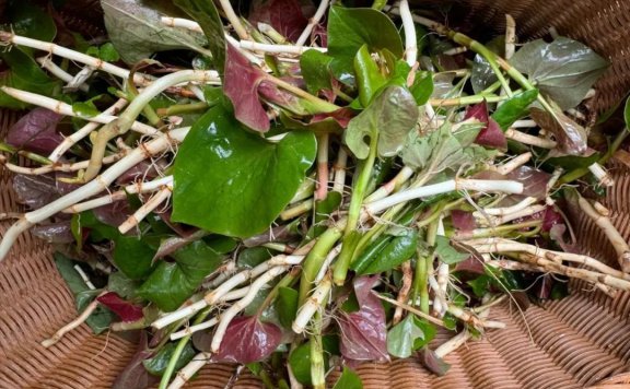 折耳根年外销300吨,新城这根“草”厉害了