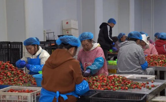 永仁“小草莓”成为乡村振兴“大产业”