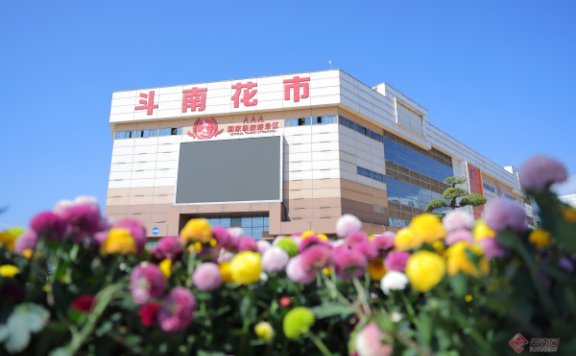 2024年斗南花卉交易量超140亿枝
